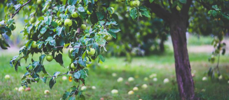 Zabezpieczanie drzew owocowych przed szkodnikami – jak to zrobić?