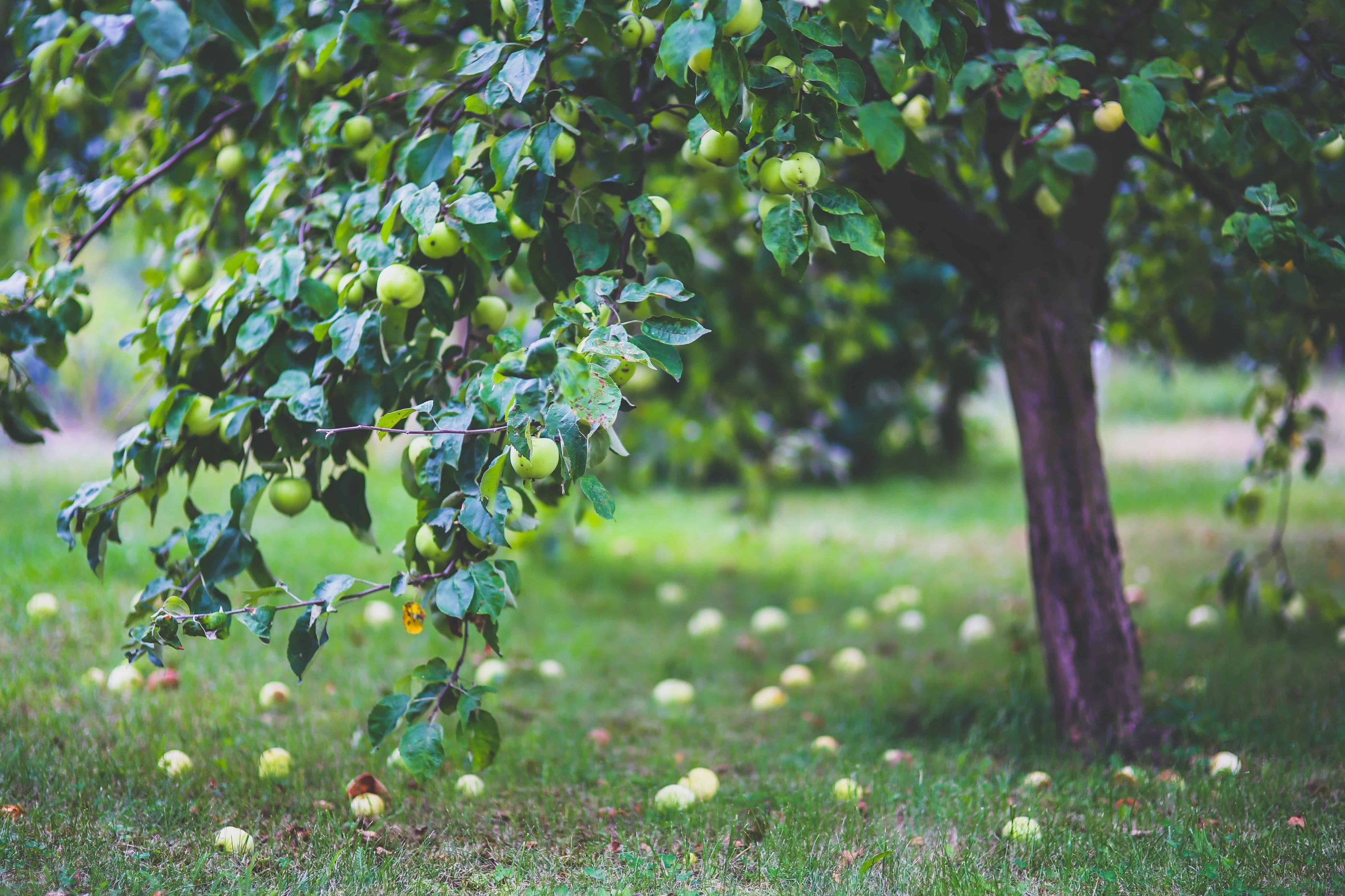 Zabezpieczanie drzew owocowych przed szkodnikami – jak to zrobić?