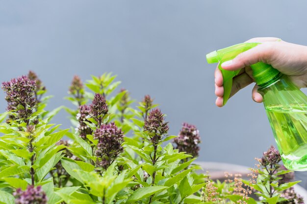 Naturalne sposoby na ochronę roślin przed szkodnikami w ogrodzie